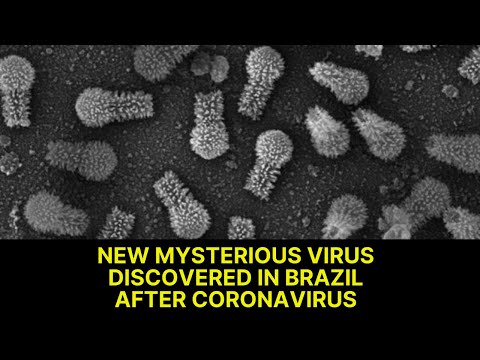 A New Virus Discovered in Brazil! It's Origin is Unknown and much Information isn't revealed. Is it Another Fatal Discovery? 1