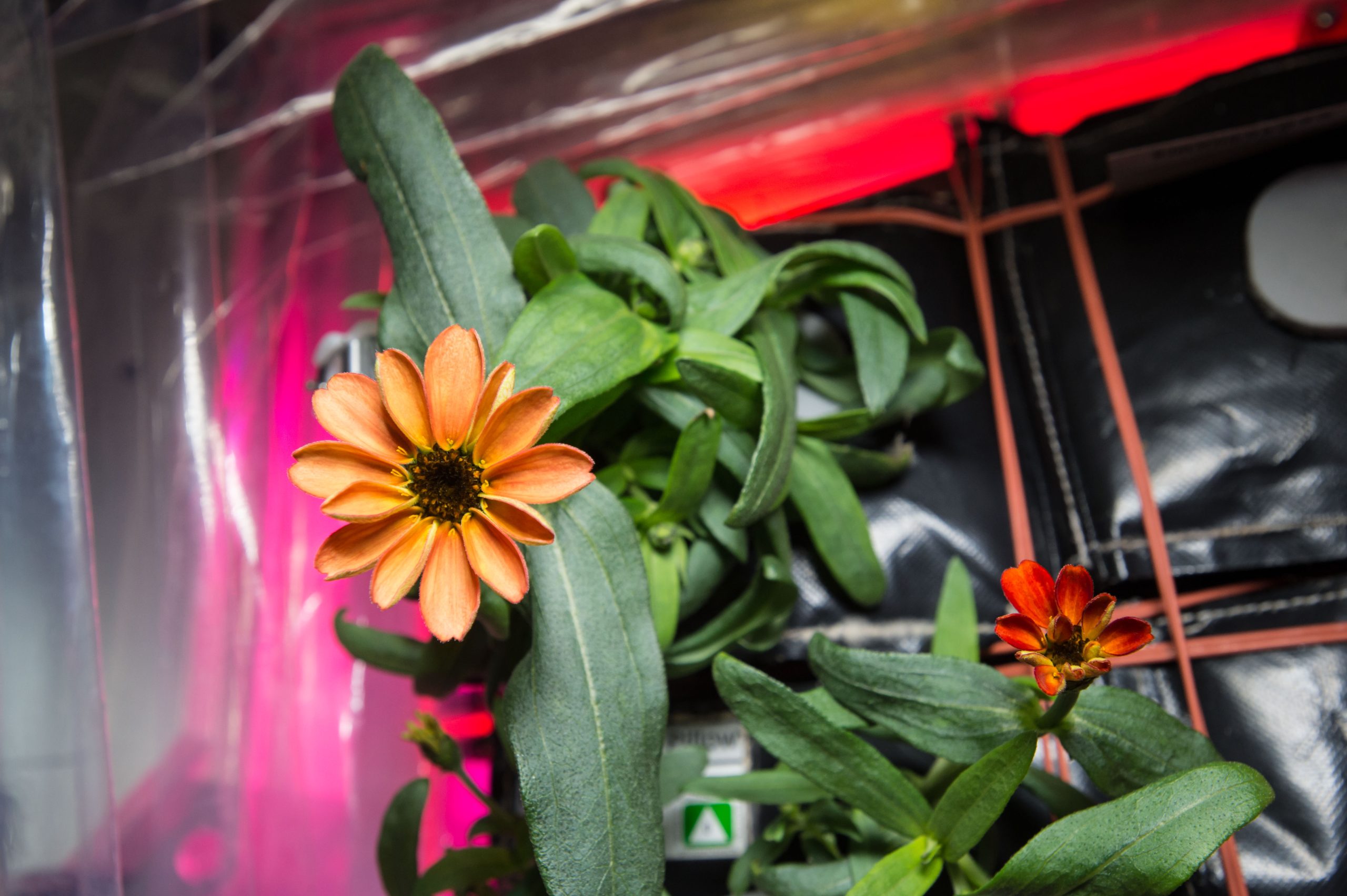 Space Flower Breakthrough! See the First Flower Grown on the ISS in Stunning NASA Image 10