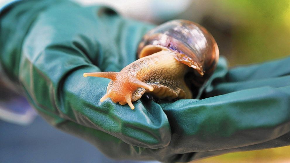 Giant African Land Snails: The Dangerous Invader Threatening Agriculture and Human Health 14