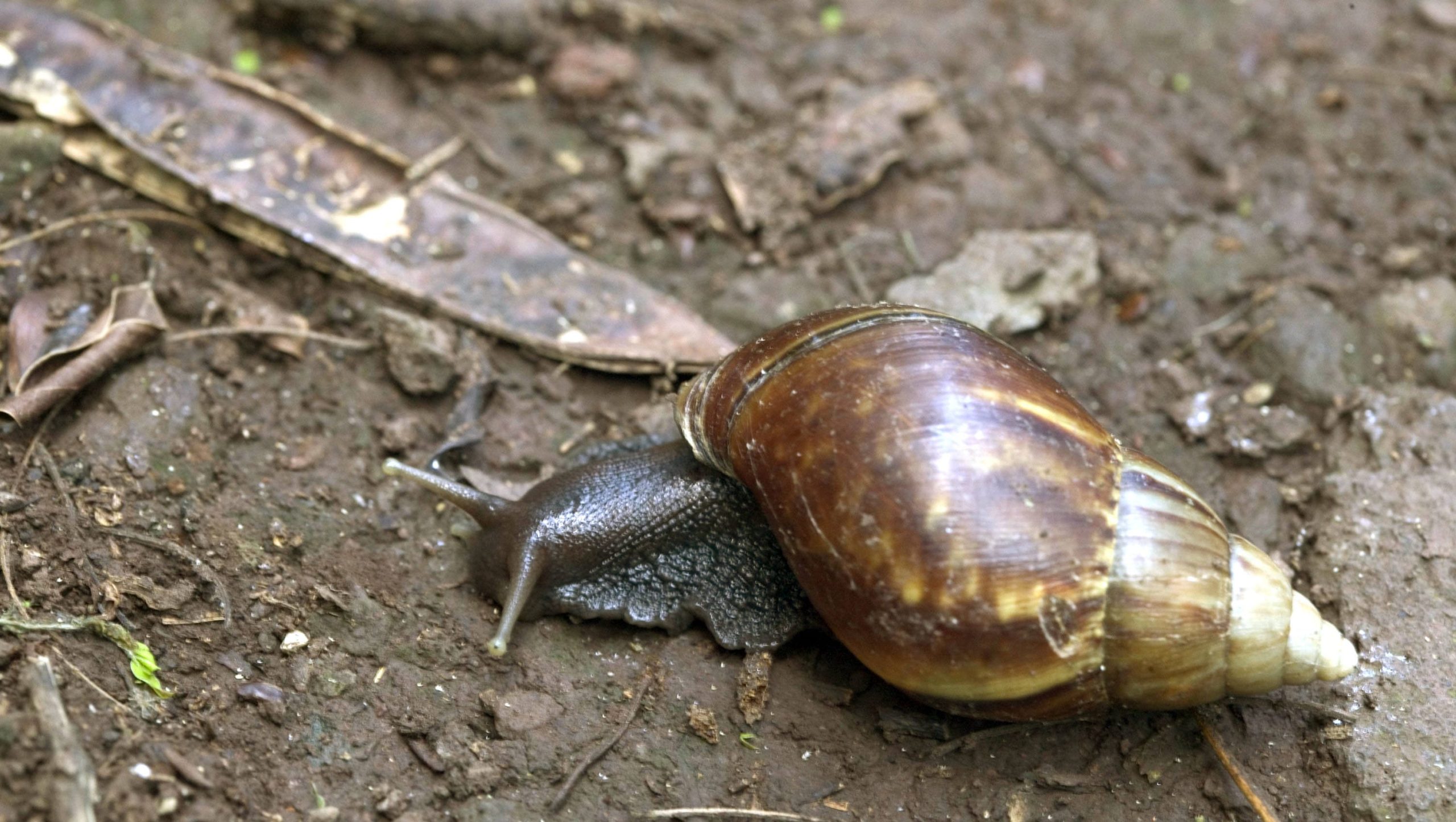 Giant African Land Snails: The Dangerous Invader Threatening Agriculture and Human Health 15
