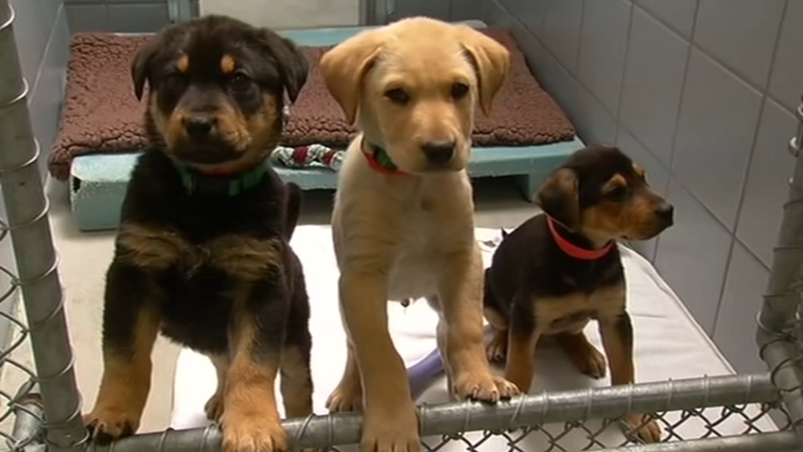 Google Sues Alleged Scammer Behind Puppies Fraud Scheme - Don't Fall For These Scams! 27