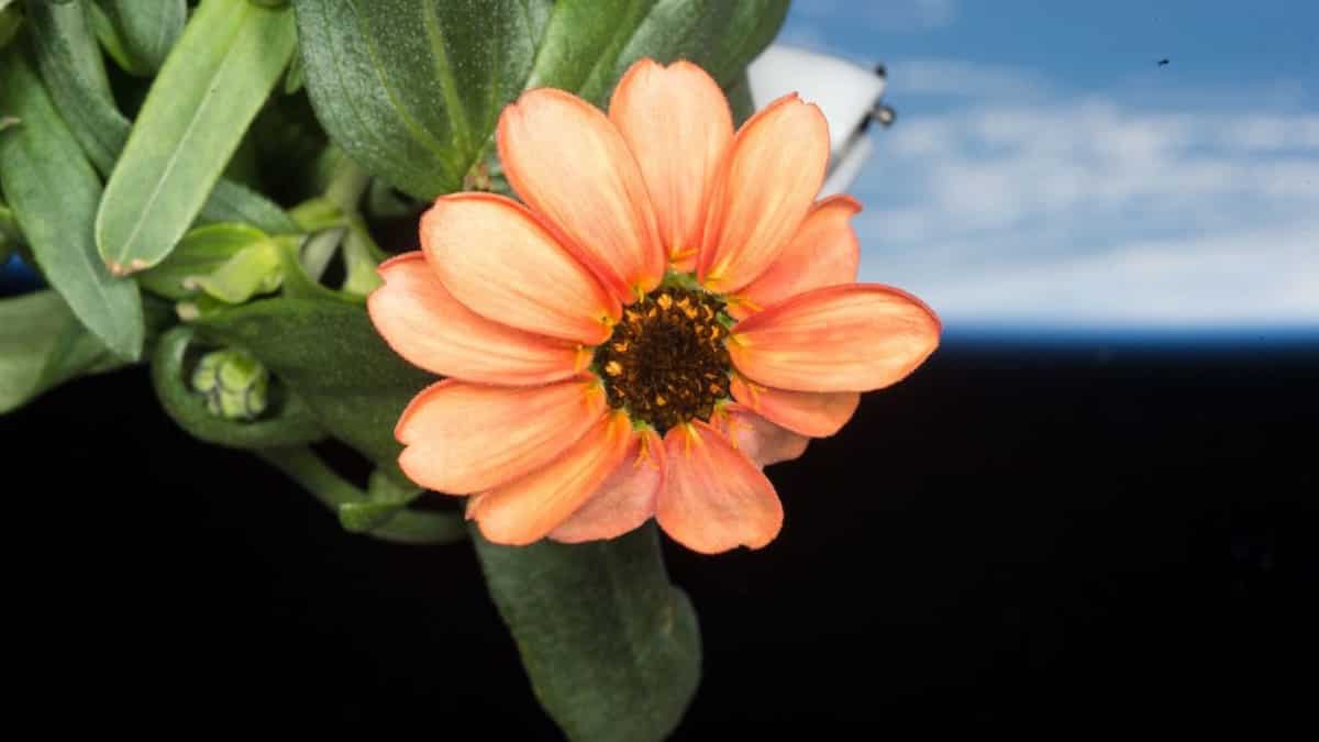 Space Flower Breakthrough! See the First Flower Grown on the ISS in Stunning NASA Image 11