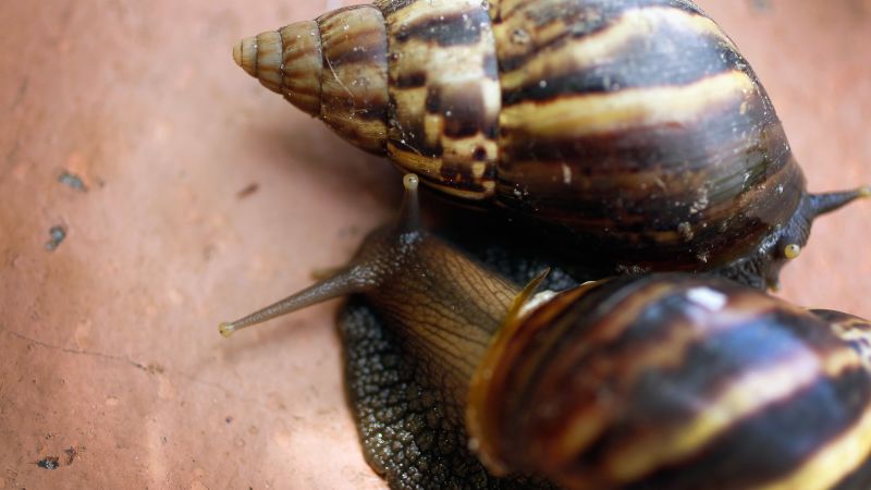 Giant African Land Snails: The Dangerous Invader Threatening Agriculture and Human Health 13