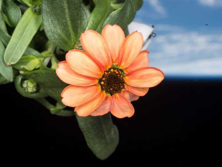 Space Flower Breakthrough! See the First Flower Grown on the ISS in Stunning NASA Image 9